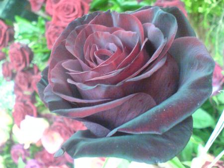                                                 Ma rose